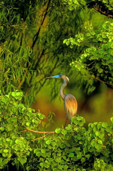 Texas Tricolored heron perched in trees